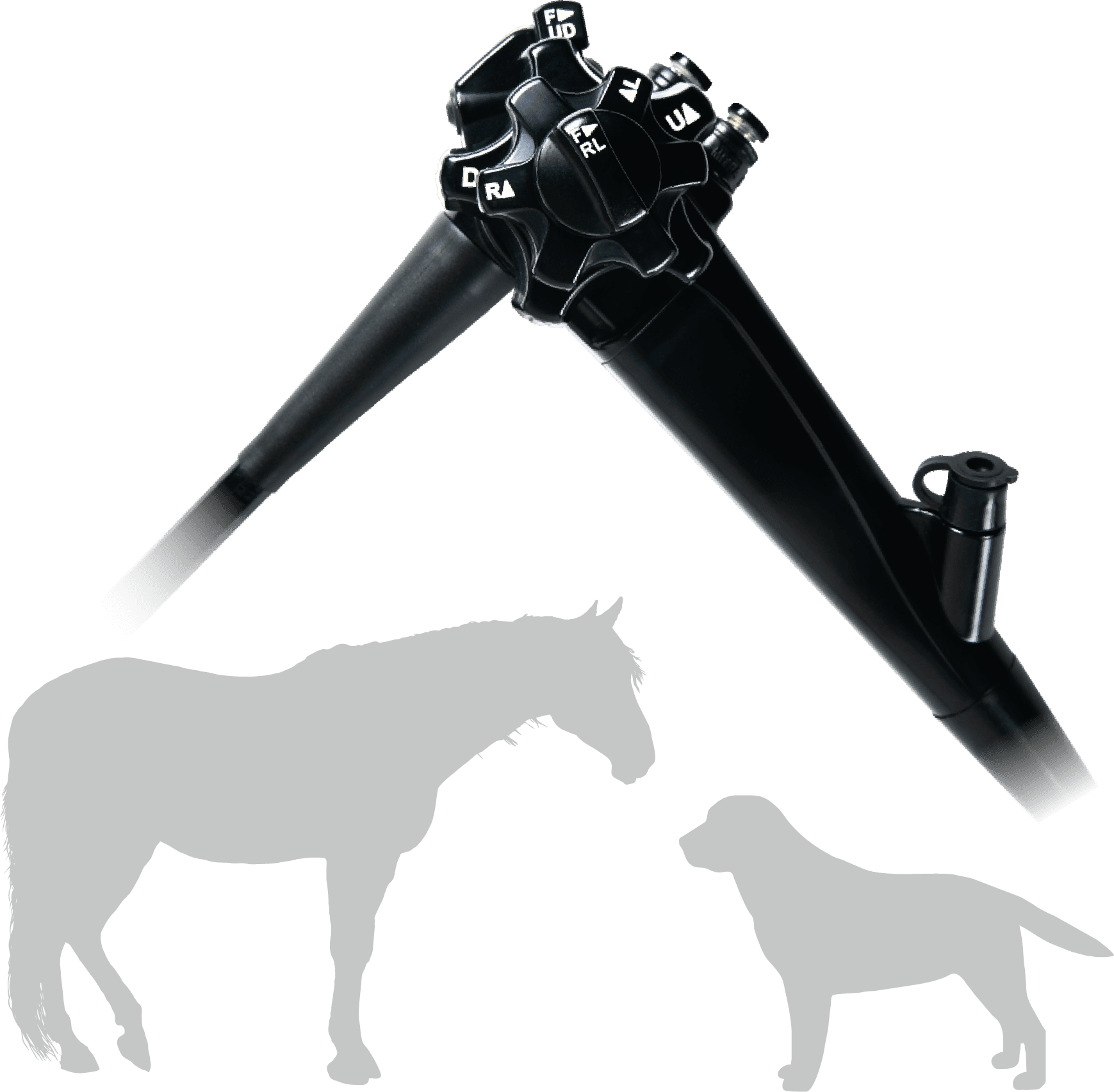 Veterinary